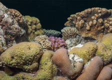 Hard coral biodiversity Stock Photo Hard coral biodiversity Stock Photo