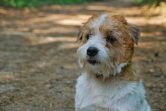 Hard haired pedigreed furry obedient sad Jack Russell Terrier view closeup on summer background looking straight royalty free stock photos Hard haired pedigreed furry obedient sad Jack Russell Terrier view closeup on summer background looking straight royalty free stock photos