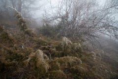hard rime, frozen plants wonderland scenery. Fog and Mist background, frozen leaves and flowers stock images hard rime, frozen plants wonderland scenery. Fog and Mist background, frozen leaves and flowers stock images