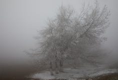 hard rime, frozen tree winter wonderland scenery. freezing fog and Mist background. moisture forming ice royalty free stock photo hard rime, frozen tree winter wonderland scenery. freezing fog and Mist background. moisture forming ice royalty free stock photo