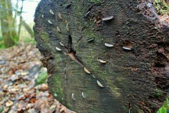 Hardcastle brant klippa, västra Yorskhire arkivbilder Hardcastle brant klippa, västra Yorskhire arkivbilder
