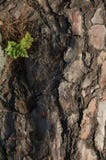 Hare`s-foot fern Davallia canariensis growing on a fallen tree of canary island pine Pinus canariensis. royalty free stock photo Hare`s-foot fern Davallia canariensis growing on a fallen tree of canary island pine Pinus canariensis. royalty free stock photo