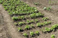 Haricots verts ou phaseolus vulgaris de ressort s'élevant dans le potager photos stock Haricots verts ou phaseolus vulgaris de ressort s'élevant dans le potager photos stock