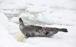 Harp Seal Cow And Newborn Pup On Ice Royalty Free Stock Images