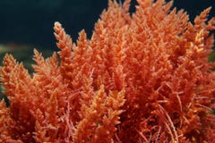 Free Harpoon Weed Red Algae Asparagopsis Armata Royalty Free Stock Photos - 141712888