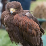 Harris Hawk with open eyes royalty free stock photography Harris Hawk with open eyes royalty free stock photography