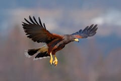 Harris Hawk, Parabuteo unicinctus, bird of prey in flight, in habitat stock image Harris Hawk, Parabuteo unicinctus, bird of prey in flight, in habitat stock image