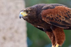 Harris hawk parabuteo unicinctus stock photo Harris hawk parabuteo unicinctus stock photo