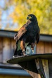 Harris`s hawk, Parabuteo unicinctus, bay-winged hawk or dusky hawk royalty free stock photo Harris`s hawk, Parabuteo unicinctus, bay-winged hawk or dusky hawk royalty free stock photo