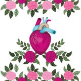 Hart met aders en rozen geïsoleerd pictogram stock illustratie Hart met aders en rozen geïsoleerd pictogram stock illustratie