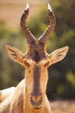 Hartebeest in Addo Elephant National Park, Zuid-Afrika royalty-vrije stock afbeelding Hartebeest in Addo Elephant National Park, Zuid-Afrika royalty-vrije stock afbeelding