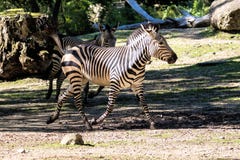 Hartmann Halna zebra, Equus zebry hartmannae Zagra?aj?ca zebra obraz royalty free Hartmann Halna zebra, Equus zebry hartmannae Zagra?aj?ca zebra obraz royalty free