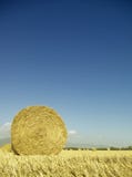 Harvest Fields With Straw In T Royalty Free Stock Photo
