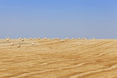 Harvest Of Cereals Stock Image