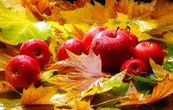 Harvest. Red apples