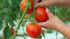 Harvest ripe tomatoes in a large greenhouse
