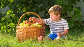 Harvesting. Autumn in village. Grapes in basket. Boy eating grapes outdoor. Boy holding bunch of grapes.
