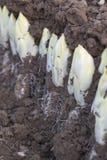 Harvesting Endives /Chicory Grown in soil