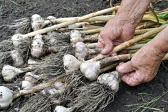 Harvesting Garlic Plantation Royalty Free Stock Image