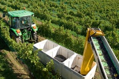 Harvesting Grapes Royalty Free Stock Photos Harvesting Grapes Royalty Free Stock Photos