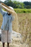 Harvesting Paddy Fields Royalty Free Stock Photo Harvesting Paddy Fields Royalty Free Stock Photo