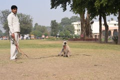 Haryana, India: Nov 29th, 2015: Niezidentyfikowany mężczyzna który jest mistrzem Langur, straszyć inne małe małpy (duża małpa) fotografia stock Haryana, India: Nov 29th, 2015: Niezidentyfikowany mężczyzna który jest mistrzem Langur, straszyć inne małe małpy (duża małpa) fotografia stock