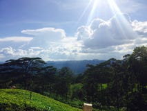 Sun light has fallen on to a tea land stock image Sun light has fallen on to a tea land stock image