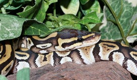 Hatchling de Phantom Royal Python dans le feuillage Images stock Hatchling de Phantom Royal Python dans le feuillage Images stock