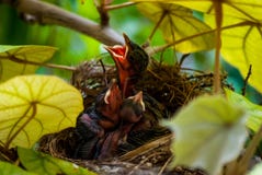 Hatchlings com fome que chamam para o alimento foto de stock Hatchlings com fome que chamam para o alimento foto de stock