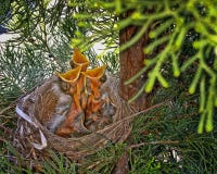 Hatchlings που ικετεύει για τα τρόφιμα στοκ εικόνες Hatchlings που ικετεύει για τα τρόφιμα στοκ εικόνες