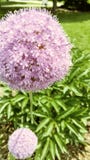 Hauchblume lizenzfreies stockfoto Hauchblume lizenzfreies stockfoto
