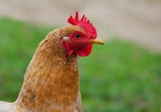 Hauptgeflügelhühner, die draußen weiden lassen und gehen lizenzfreies stockbild Hauptgeflügelhühner, die draußen weiden lassen und gehen lizenzfreies stockbild