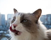 Hauptkatze mit der langen Zunge leckt das Sitzen auf dem Balkon stockfotografie Hauptkatze mit der langen Zunge leckt das Sitzen auf dem Balkon stockfotografie