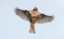 Haussperling im Flug zum Nest mit Nahrung im Schnabel stockfoto Haussperling im Flug zum Nest mit Nahrung im Schnabel stockfoto