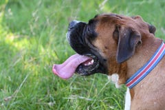 Haustierboxerhund, der auf das Gras legt Stockfoto Haustierboxerhund, der auf das Gras legt Stockfoto