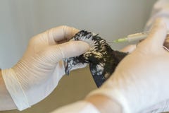 Haut étroit de pigeon, vaccination images libres de droits Haut étroit de pigeon, vaccination images libres de droits