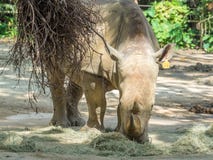 Haut étroit de rhinocéros photo libre de droits Haut étroit de rhinocéros photo libre de droits