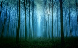 Haute impressionnante parmi les arbres dans le brouillard de début de la matinée photos stock Haute impressionnante parmi les arbres dans le brouillard de début de la matinée photos stock