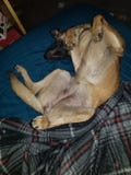 My Belgian Malinois royalty free stock photography My Belgian Malinois royalty free stock photography