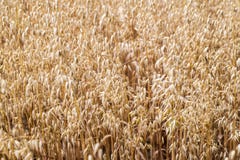 Havreskördbakgrund - sativa Avena royaltyfri foto Havreskördbakgrund - sativa Avena royaltyfri foto