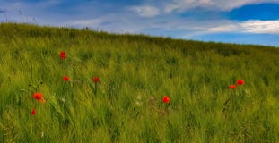 Havrevetefält med poppiers fotografering för bildbyråer Havrevetefält med poppiers fotografering för bildbyråer