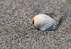 Havsskal på en brun sandig strand arkivfoton Havsskal på en brun sandig strand arkivfoton