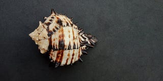 Havsskalet med svart texturerade bakgrundstapeten, Arkivbild Havsskalet med svart texturerade bakgrundstapeten, Arkivbild