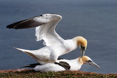 Havssulor som parar ihop på klipporna av Helgoland arkivbilder Havssulor som parar ihop på klipporna av Helgoland arkivbilder