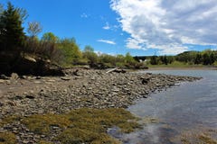 Havsväxt bäddar ned på en stenig kust i vår i Nova Scotia på en lugna dag arkivfoto Havsväxt bäddar ned på en stenig kust i vår i Nova Scotia på en lugna dag arkivfoto