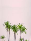 Hawaii Hotel Tropical Plants Stock Photo Hawaii Hotel Tropical Plants Stock Photo
