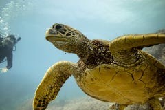 Hawaiian green sea turtle stock photo Hawaiian green sea turtle stock photo