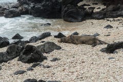 Hawaiian monk seal, Oahu stock photo Hawaiian monk seal, Oahu stock photo