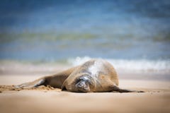 Hawaiian Monk Seal royalty free stock images Hawaiian Monk Seal royalty free stock images