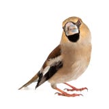 Hawfinch, Coccothraustes coccothraustes, isolated on white background. Female royalty free stock image Hawfinch, Coccothraustes coccothraustes, isolated on white background. Female royalty free stock image